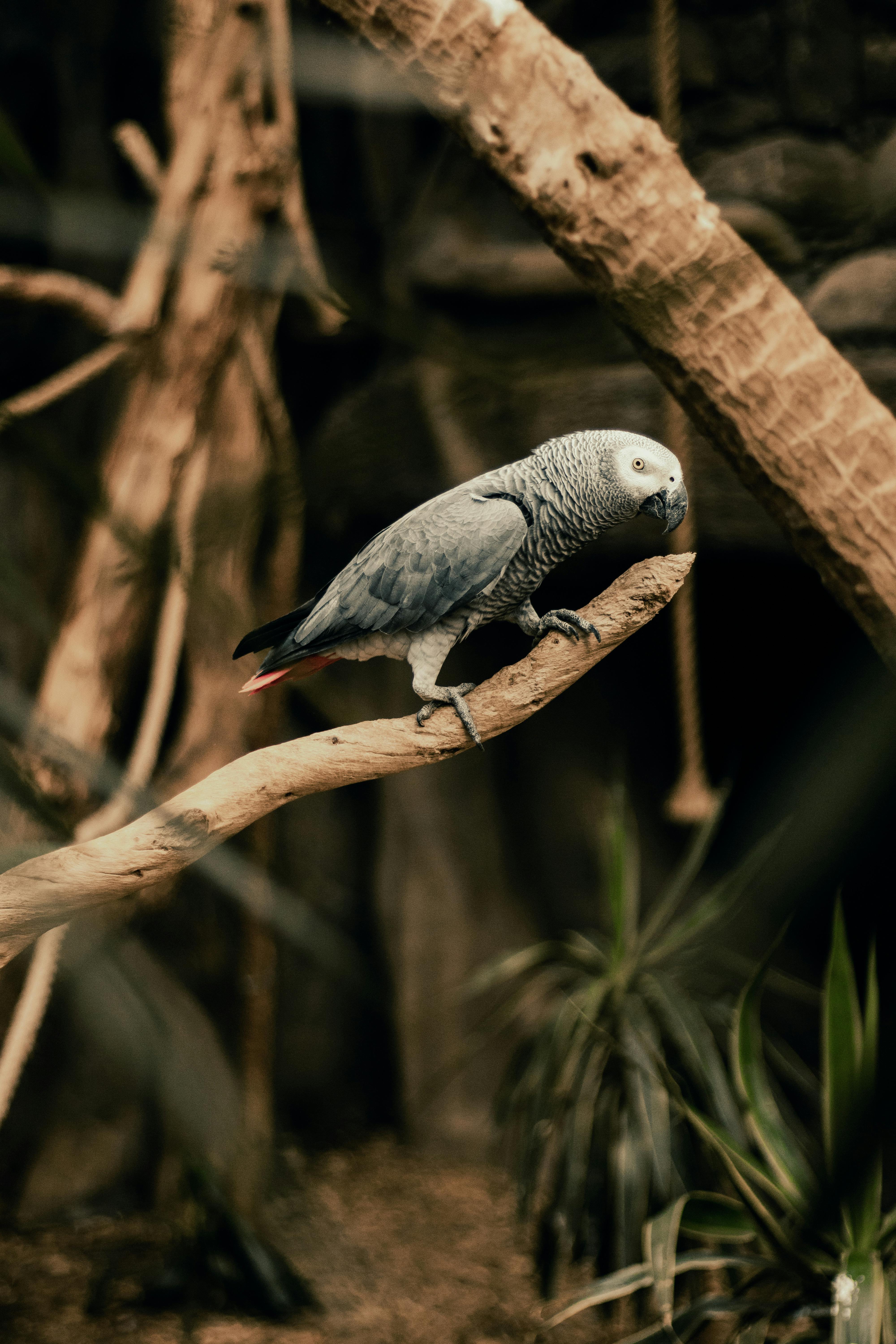 African Grey Parrot