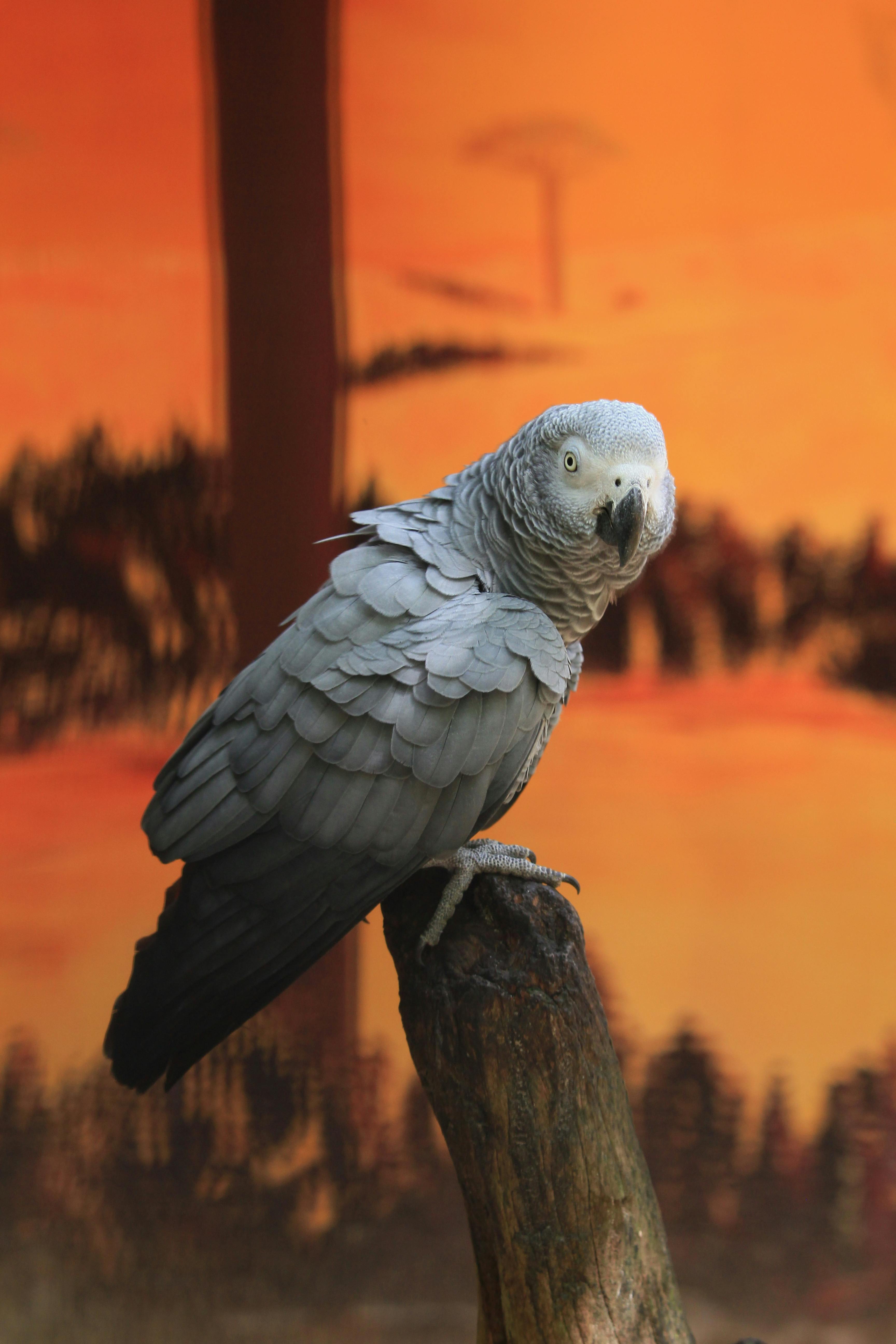 African Grey Parrot in Habitat