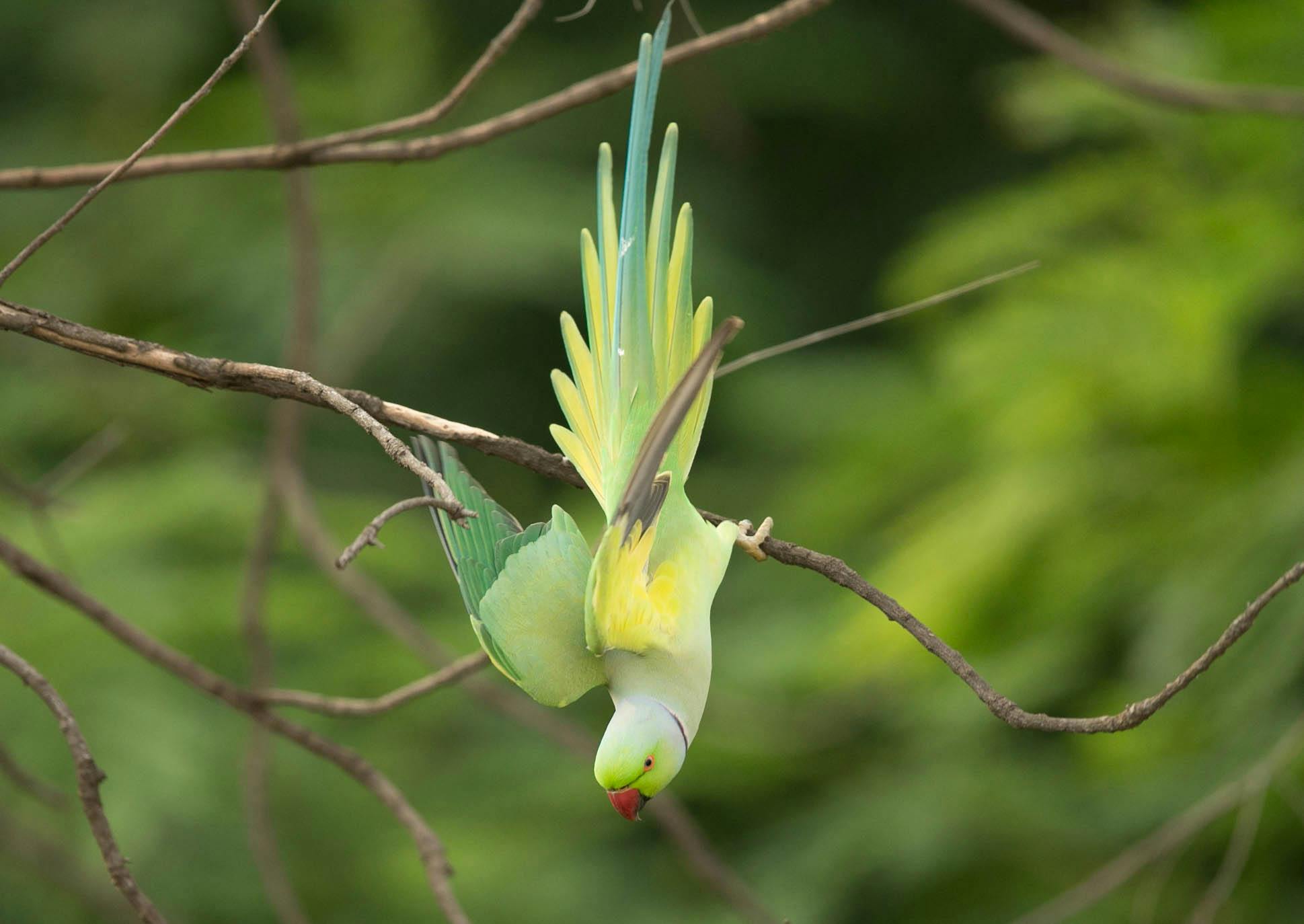 Practical Guide to Blue Parrot Care: Enhance Their Well-Being in 2025