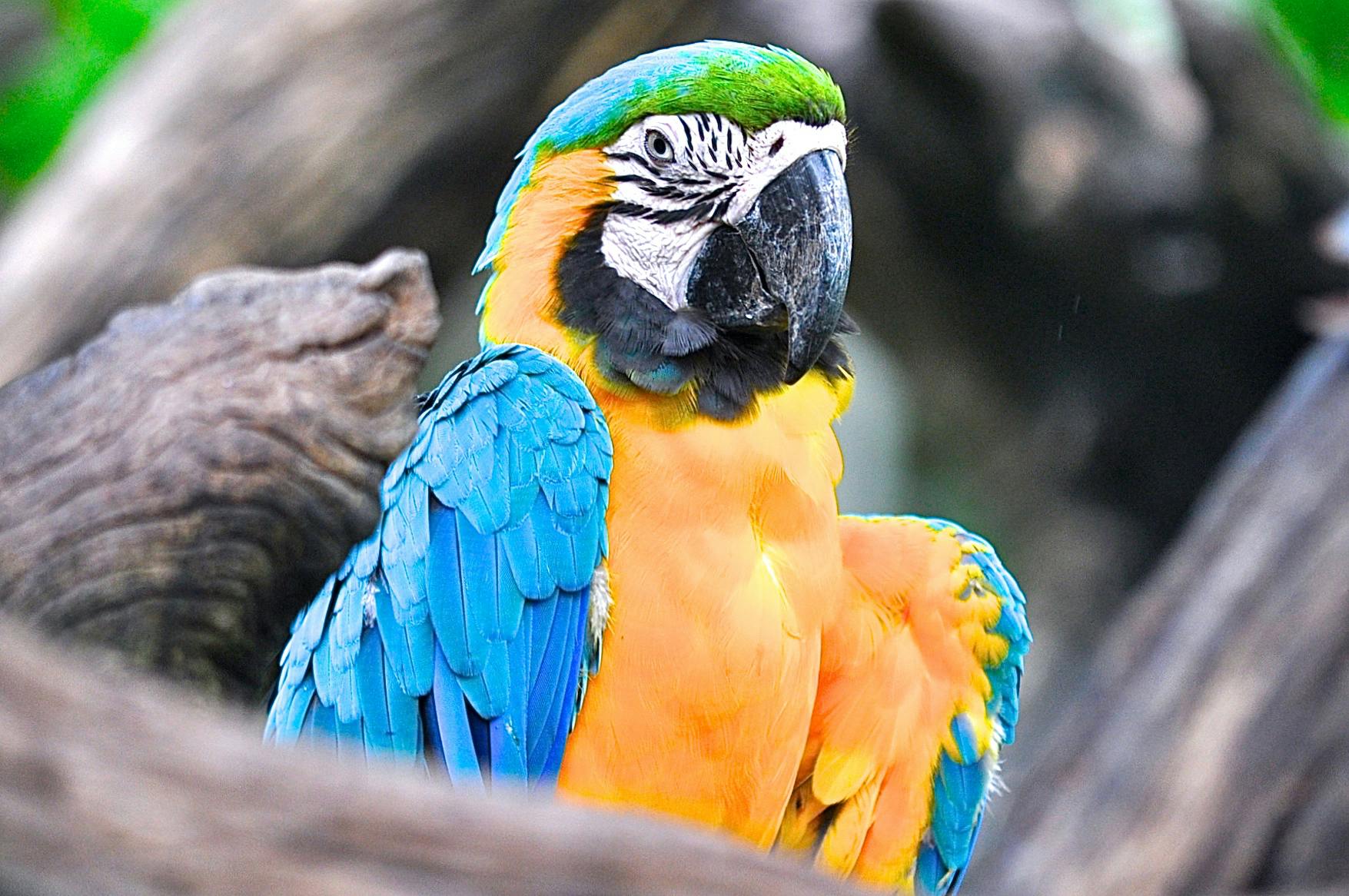 Blue Parrot in Habitat