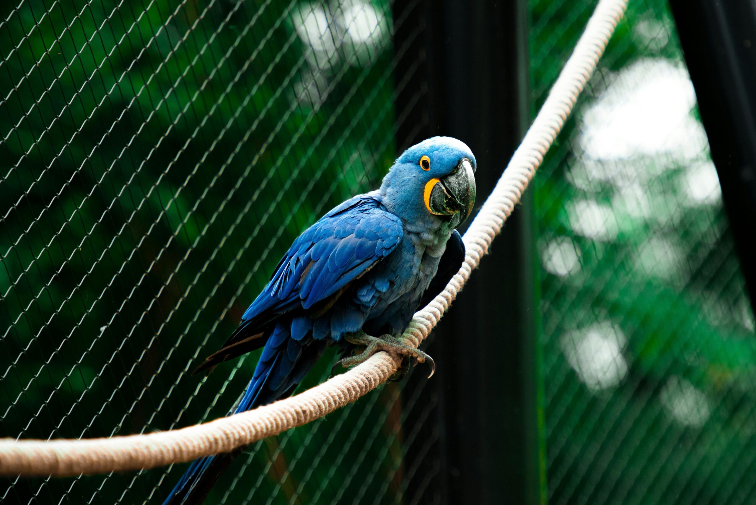 Smart Guide to Amazon Parrot Care: Enhance Their Wellbeing in 2025