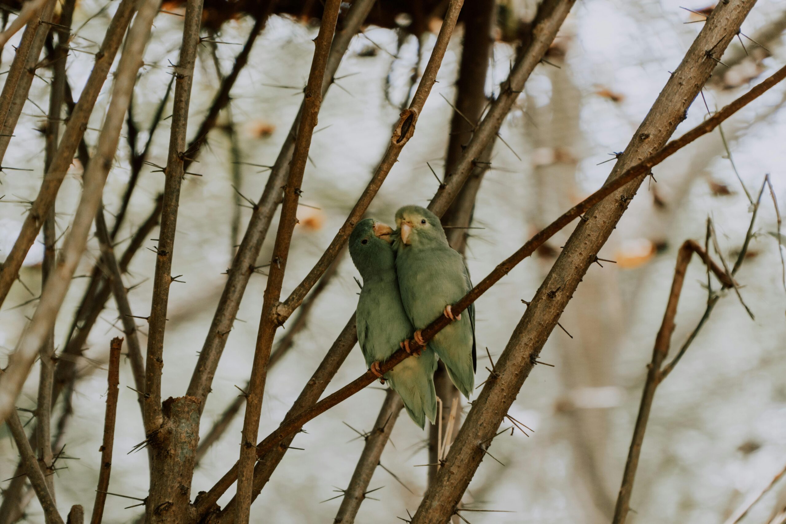 Best 5 Parrotlet Tips for New Owners in 2025: Discover Effective Care Strategies