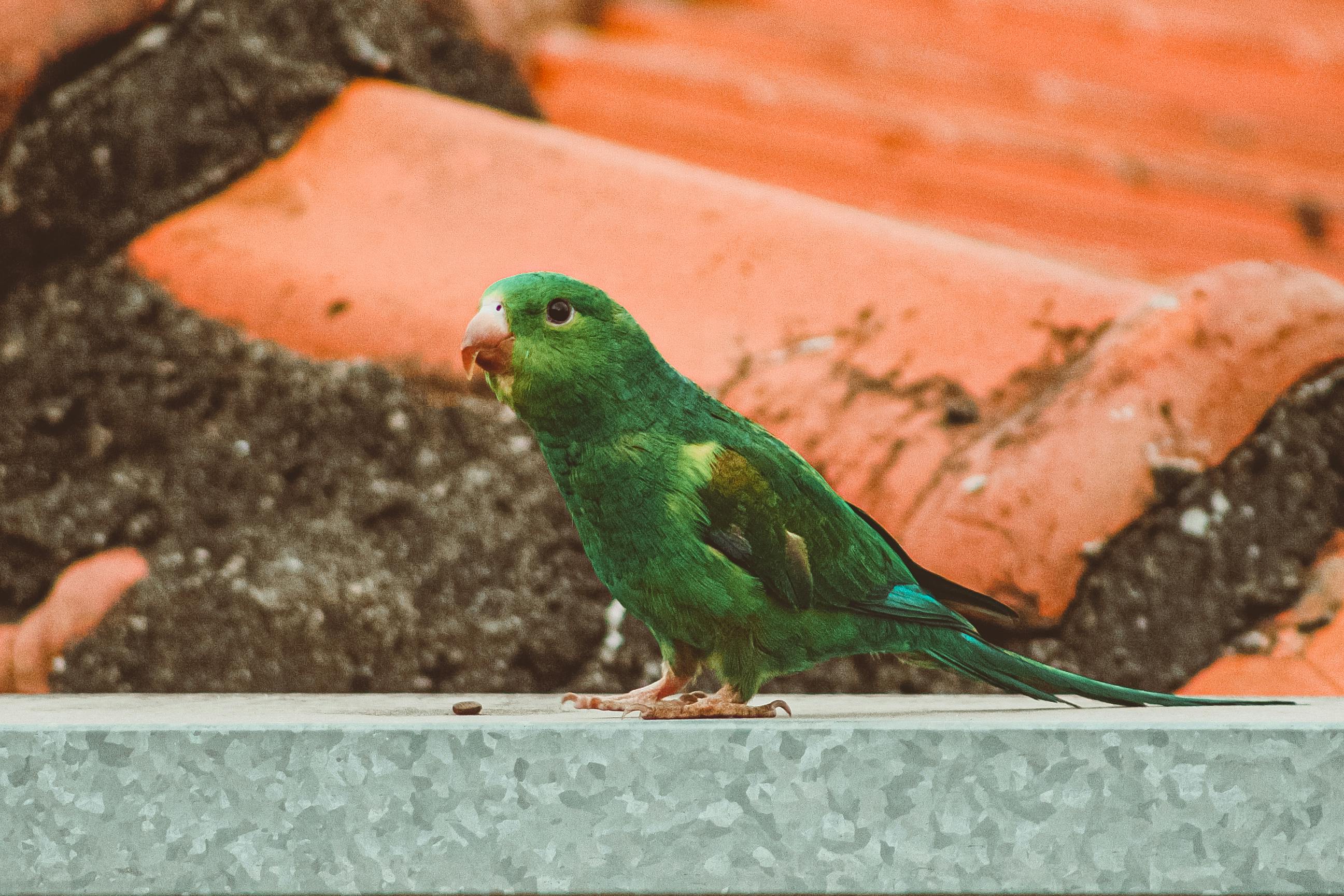 Colorful Parrotlet