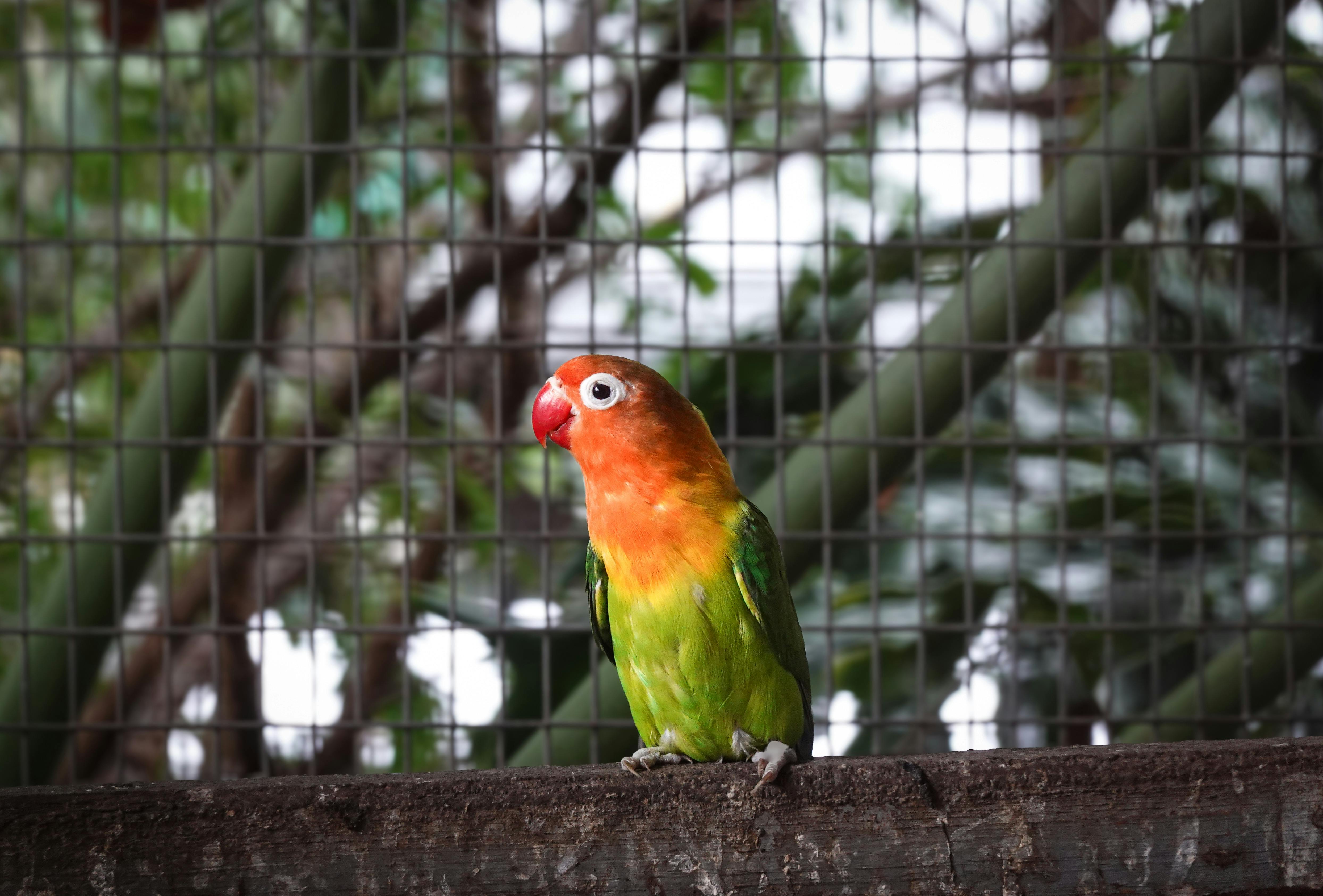 Birds on Parrot Island