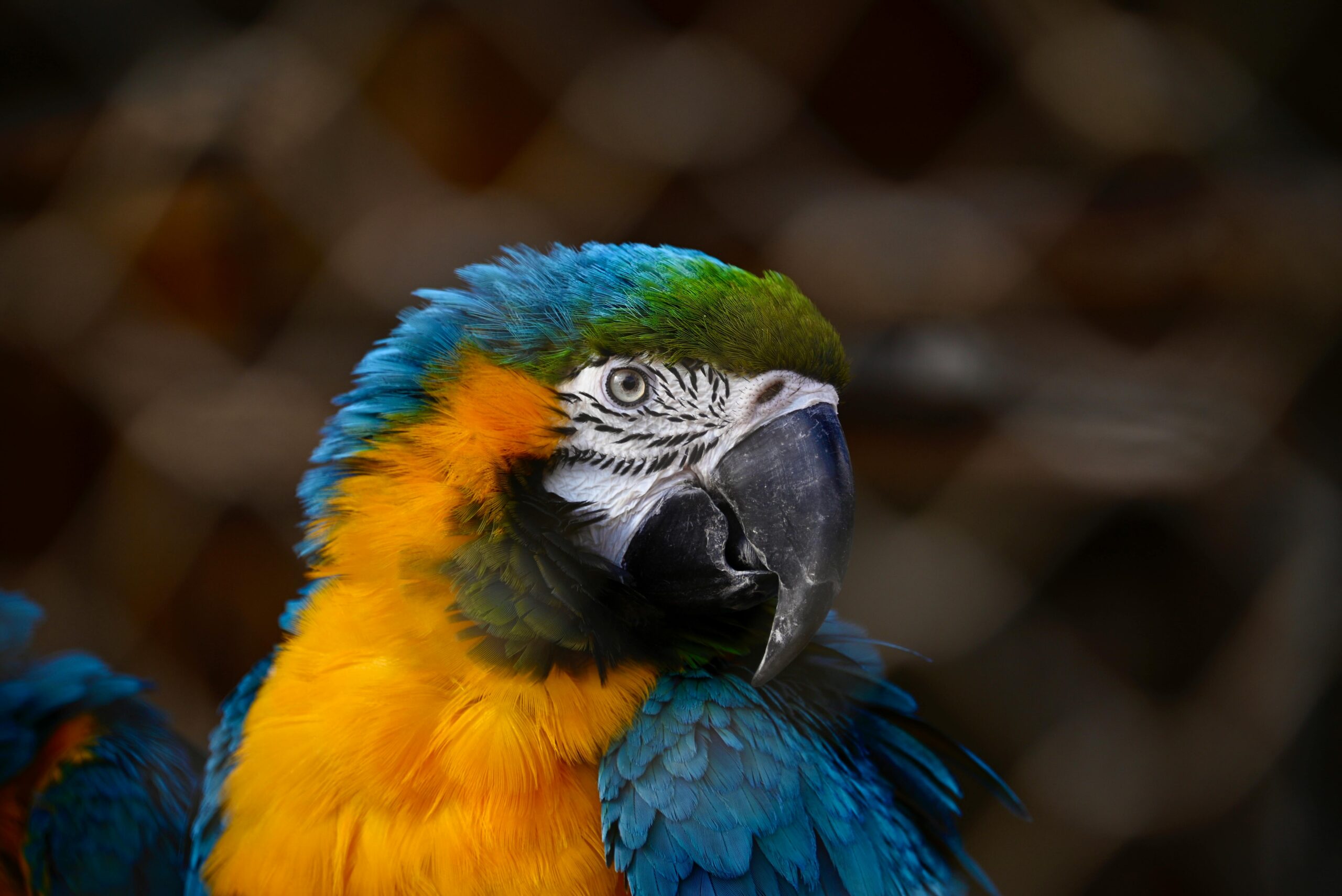 Effective Ways to Choose the Best Parrot Toys for 2025: Discover Modern Options