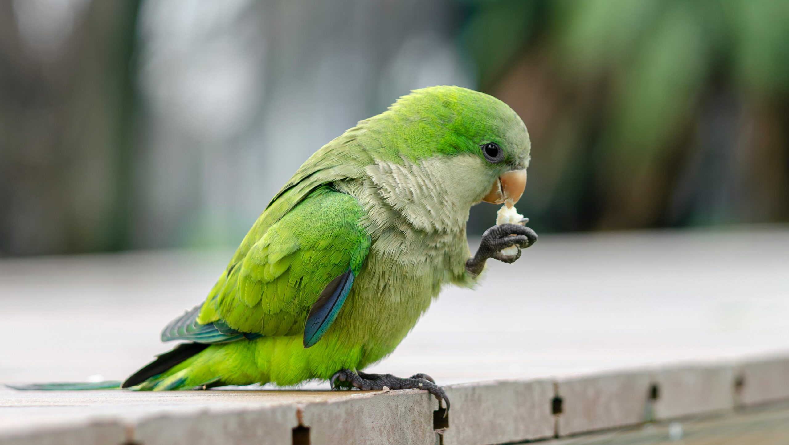 Essential Guide to Parrot Fever: Latest Insights for Bird Owners in 2025