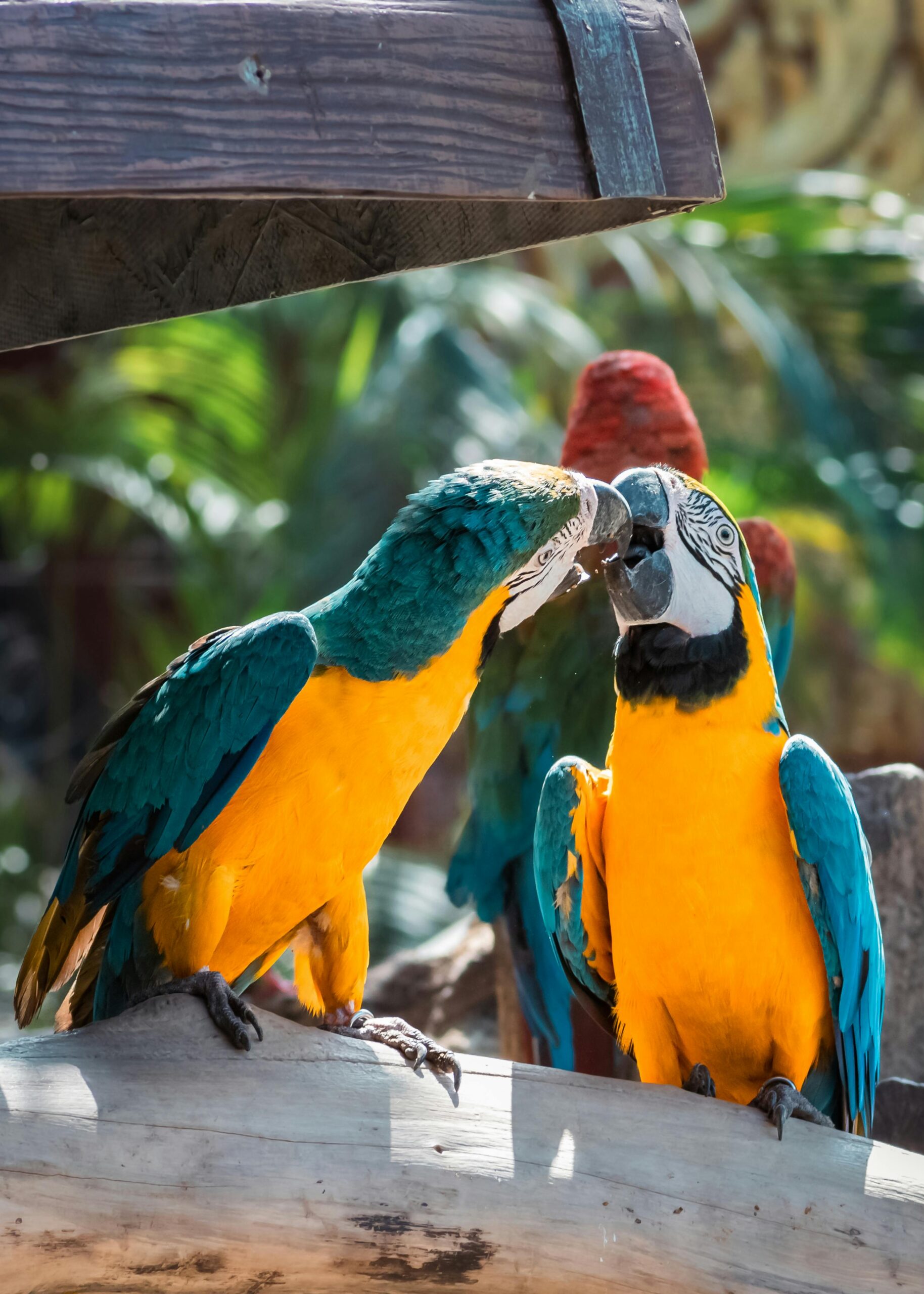 Discover the 10 Best Parrot Breeds for Your Home in 2025: A Complete Guide