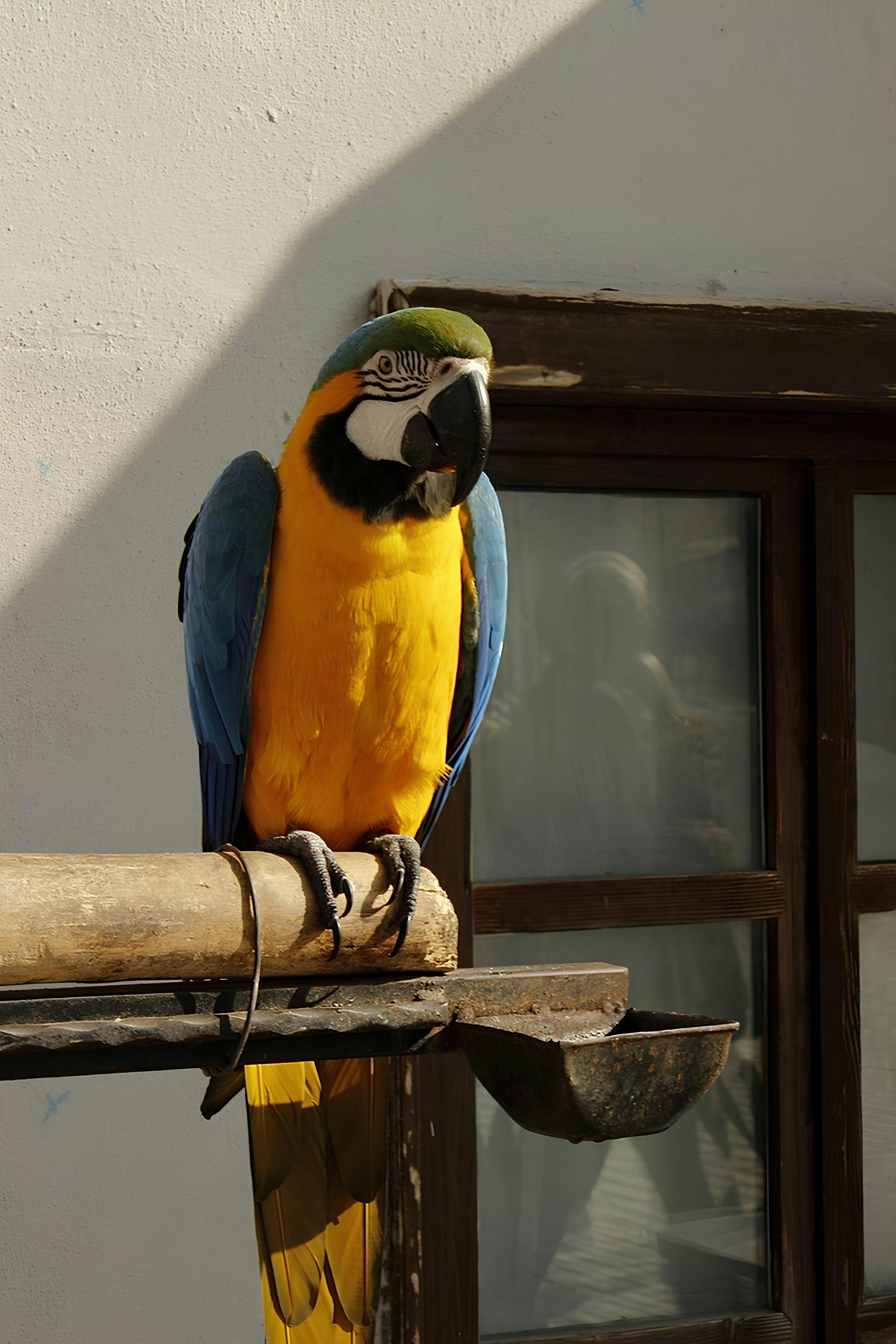 Training Parrot