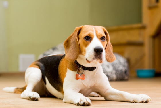 Beagle Britain